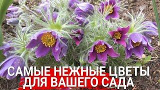 Самые нежные цветы для вашего сада