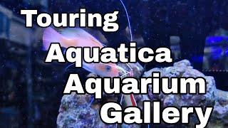 Touring Aquatica Aquarium Gallery