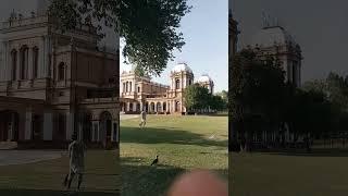 Beautiful Gulzar Mahal ft.So higg #shvines #kingplays #sultanplays #saadhassan #shorts #viralshorts