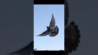 Турецкая Такла в Пятигорске.18.08.24.  Боз  #голуби #birds #pigeon