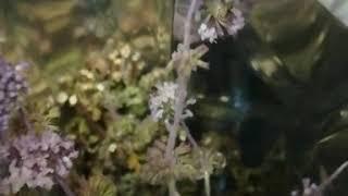 Greek Wild bio mint.