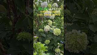 울산 장생포 수국축제 .실시간 부산경남울산가볼만한곳