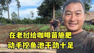 在老撾再次為咖啡苗施肥，自己動手挖一個魚池，幹勁十足期待效果