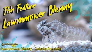 Fish Feature: Lawnmower Blenny - Salarias fasciatus