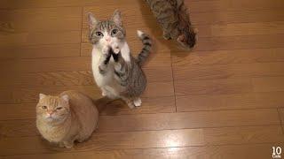 One More, Please! Cute Cat Taro-chan Begging  もうひとつちょうだい！可愛い猫のおねだりたろちゃん