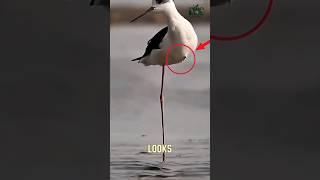 The One-Legged Bird Mystery… Solved.
