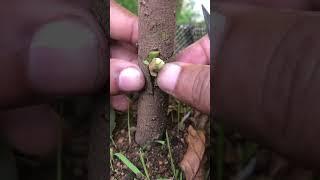 T-Cut Avocado Tree Grafting | Expert Techniques for Successful Grafting #grafting