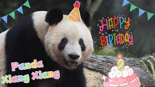 6.12 Happy Birthday to Panda Xiang Xiang #panda #xiangxiang #birthday #cute #viral #fyp #giantpanda