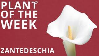 Plant of the Week - Zantedeschia (Calla Lily)