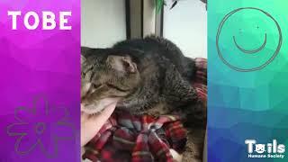 TOBE-Adoptable Cat at Tails Humane Society