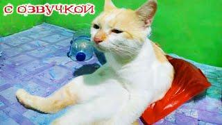 Приколы с котами! С ОЗВУЧКОЙ! - Смешные коты и собаки! САМЫЕ СМЕШНЫЕ ЖИВОТНЫЕ! РЖАКА!