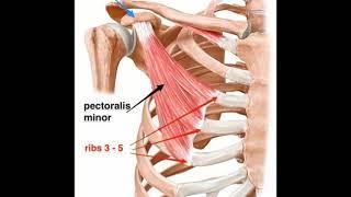 Two Minutes of Anatomy: Pectoralis Minor