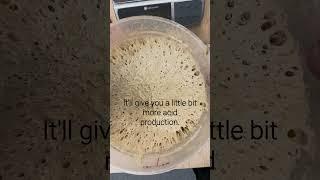 Sourdough Levain Flavour Tip #sourdoughstarter #sourdough