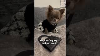 Did you see my ️?#shorts #pets #chihuahua #dog