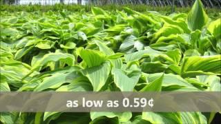 Hosta  For Sale