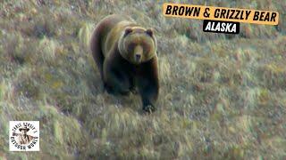 Dangerous & Remote Bear Hunts in Alaska