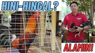 Hingal Sa Araw Ng Laban, Panu Maiiwasan? Alamin!