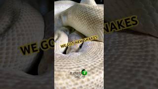 I spent $8,500 USD on these snakes! #molinarosnakelab #ballpythons #royalpython #ballpythonbreeding