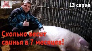 Сколько весит свинья в 7 месяцев!Покрытие Маруси . Контрольные взвешивание дюрков.