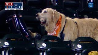 A GREAT play by a good boy! This dog retrieves a HOME RUN ball at the Mets game!