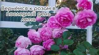 Розы в саду в последний день лета. Уход за розами в конце августа