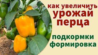 ВСЁ ОБ УХОДЕ ЗА ПЕРЦЕМ В НАЧАЛЕ ЛЕТА: подкормки, формировка, обработка от вредителей и болезней