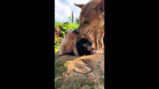Thick lips can sing pastoral dog, little puppy, cute and cute