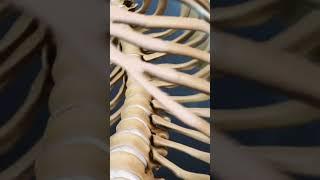 Why Degeneration is Less Likely to Occur in Thoracic Region