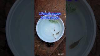 guppy fish breeding set up #shorts