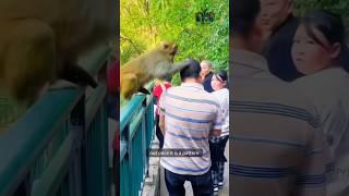 When Monkeys Declare War on Humans.                                    #documentary#usashorts#fyp
