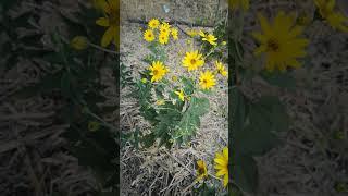 Jerusalem artichoke, topinambour, sunchoke, sunroot, sunflower artichoke