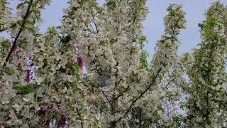 Malus SugarTyme™ (Crabapple) // One of the BEST White Crabapples - A TERRIFIC Small Flowering Tree