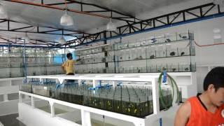 AQUARIUM FISH EXPORTER