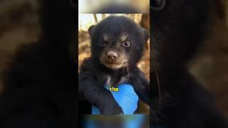 Don’t leave it,it treats you as its mother #animals #rescue #shortvideo #bear