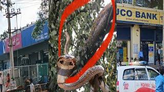 KOLAR VHISHAL MART KE PASS DARAKT PAR BAHUT BADA SANP SNAKE NAZAR AYA 10 BAJE SE 5 BAJE TAK RAHA