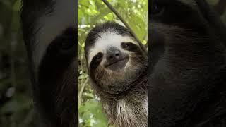  POV: You found the most handsome sloth you have ever seen! How would you name it?
