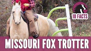 10 Fascinating Facts About the Missouri Fox Trotter Horse