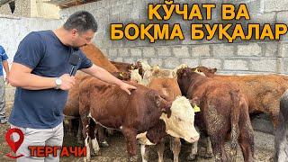 Тергачи Мол Бозори Кучат ва Боқма Буқалар Нархлари #2024 #молбозор #molbozor