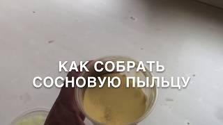 Как собрать сосновую пыльцу. Иммунитет и сосновая пыльца.