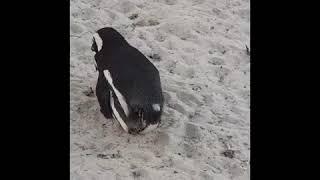 Mating penguins