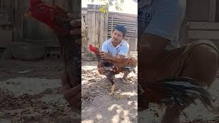 #matrix #bearded #bed #borabora #cyclone #backyard #chicks #quality #only #rooster