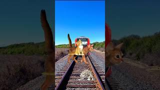 17 May, 2023 Zombie tiger and cat save his baby on railroad funny vfx magic video |#shorts #youtube