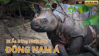 BÍ ẨN RỪNG NHIỆT ĐỚI ĐÔNG NAM Á - VIDEO 4K