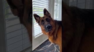 Captured this moment today.  #germanshepherd #dog