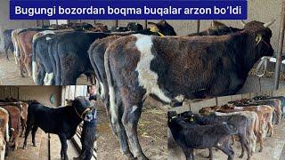 Boqma buqalar bugungi bozordan arzon bo’ldi.