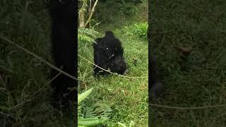 Best Gorilla encounter  ever . visit uganda