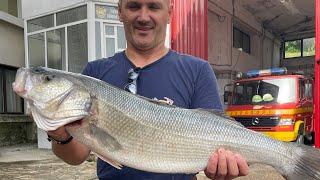 Trolling : 5.630 kg-Brancin - Levrek (sea bass) - Guiding fishing trip -Charter fishing- 25.06.2024