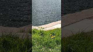 Притягивать возможности #любовьксебе#гармония#любовь#осознанность#мысли#отношения#жизнь#лучшее#мир