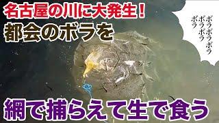 名古屋の川に大発生！都会のボラを網で捕らえて生で食う