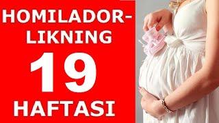 HOMILADORLIKNING 19-HAFTASI / ХОМИЛАДОРЛИКНИНГ 19-ХАФТАСИ